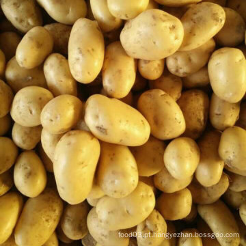 Batata fresca com boa qualidade de Jining Golden Longyuan